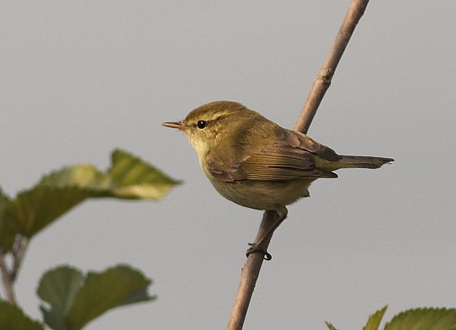 Common Chiffchaff (Siberian) - ML378751151