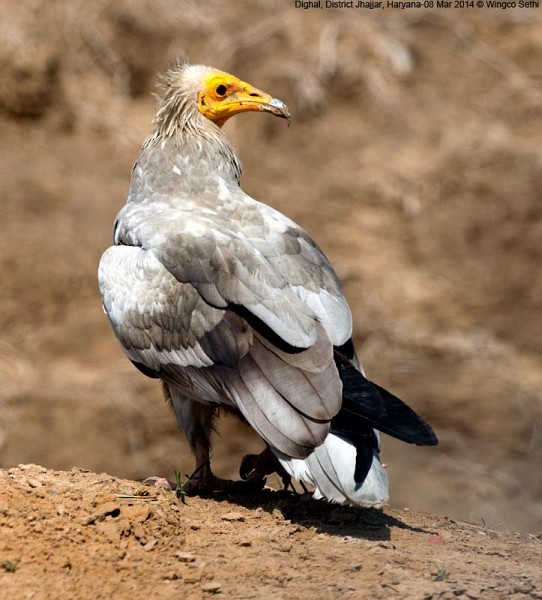 Egyptian Vulture - ML378751931