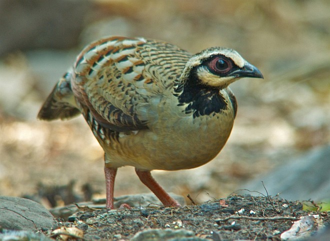 Bar-backed Partridge - ML378752191