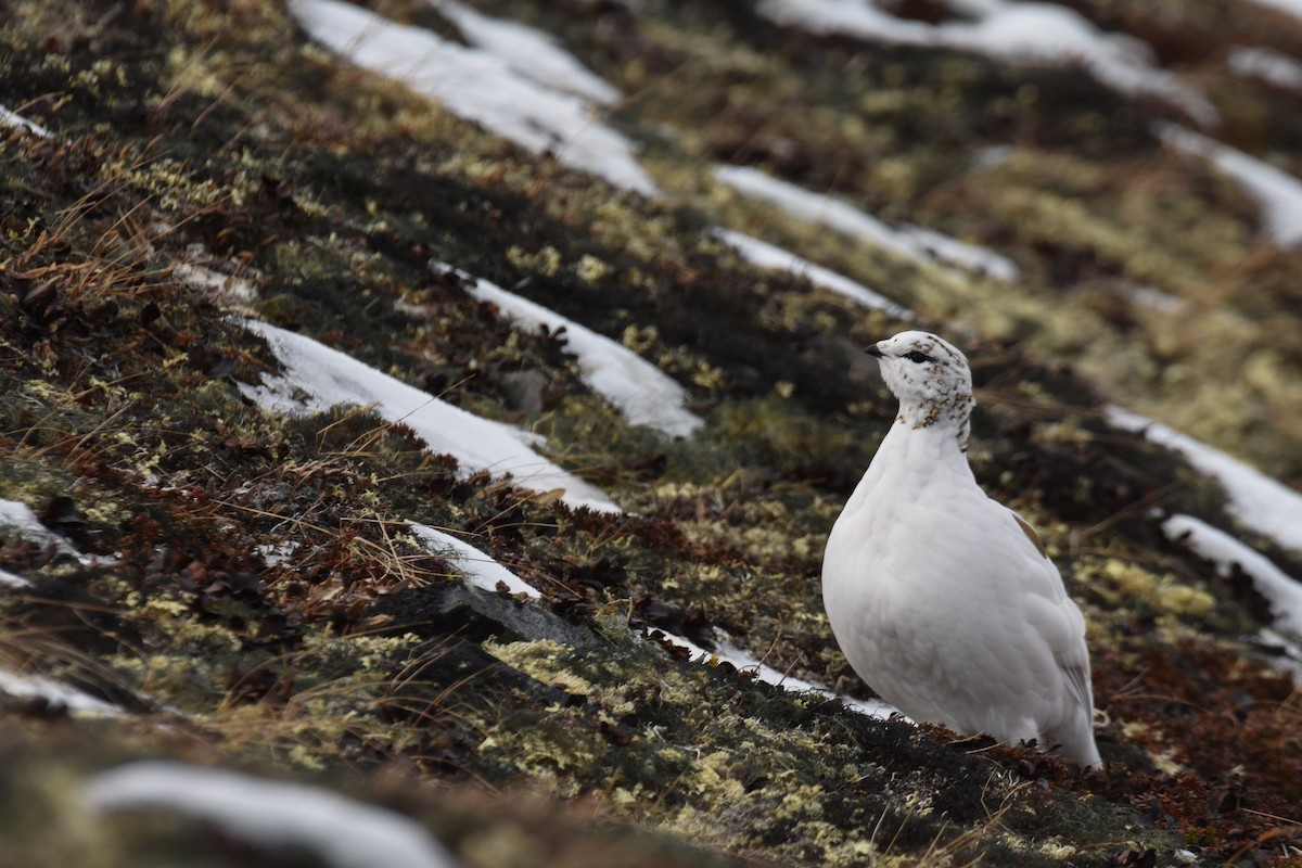 Rock Ptarmigan - ML378752551