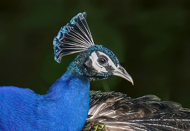 Pavo Real Común - ML378752601