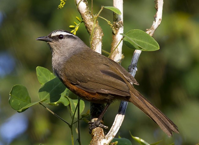 Palani Laughingthrush - ML378752851