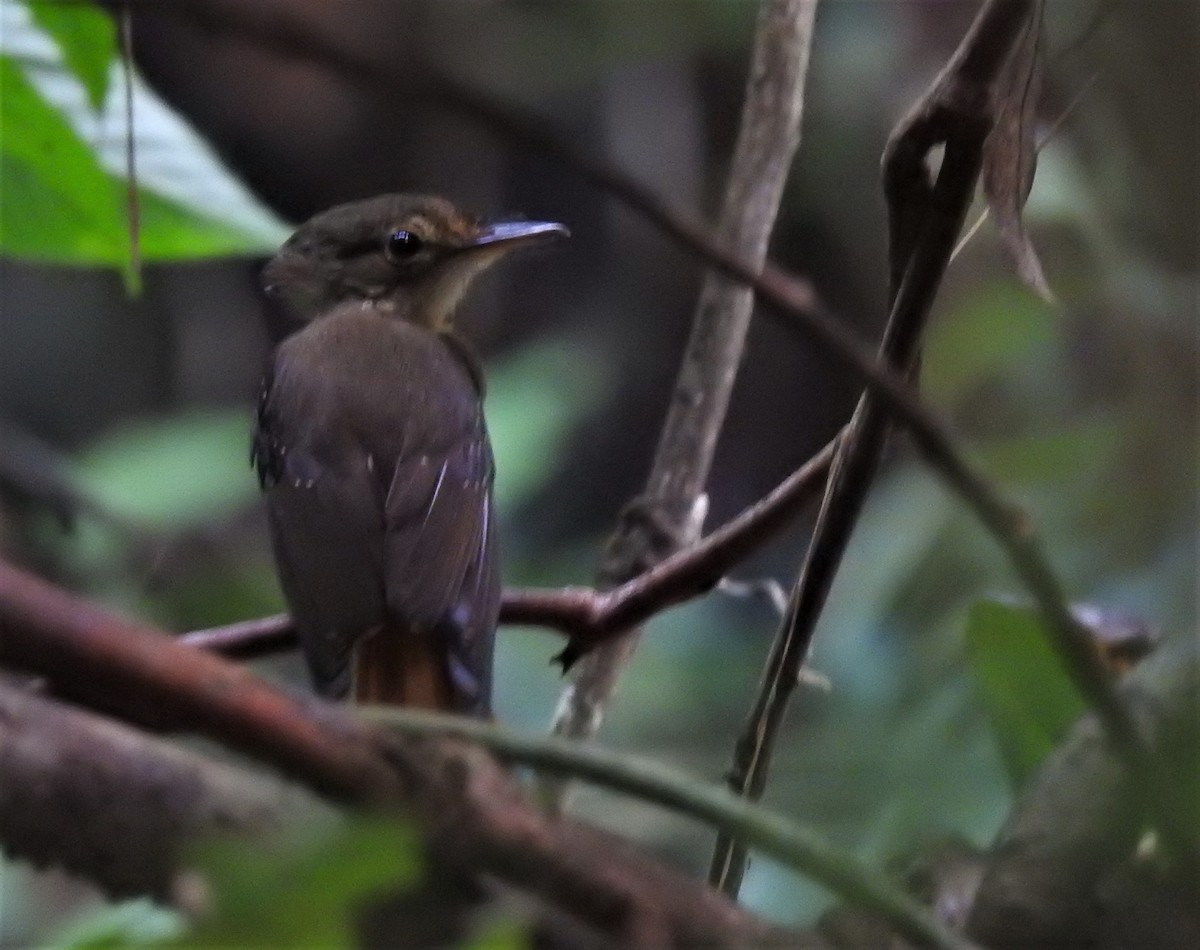 Tropical Royal Flycatcher - ML378753161