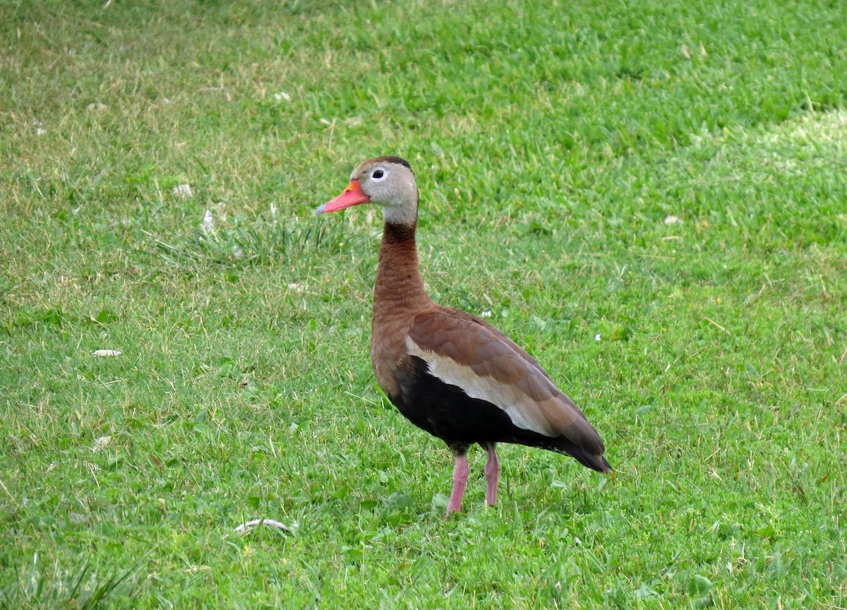 Dendrocygne à ventre noir - ML378753351