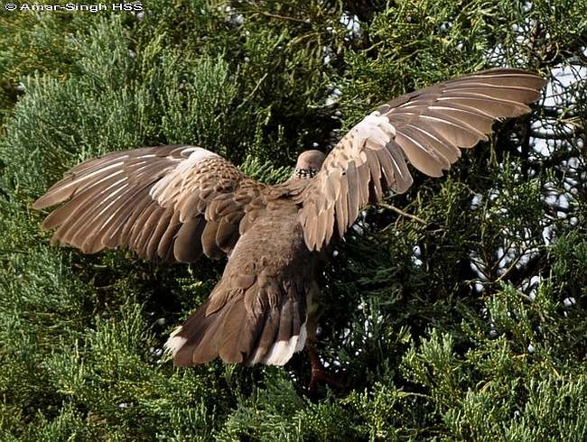 珠頸斑鳩(chinensis/tigrina) - ML378753791