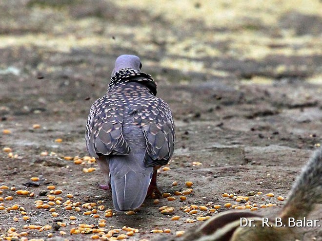 Spotted Dove (Western) - ML378754031