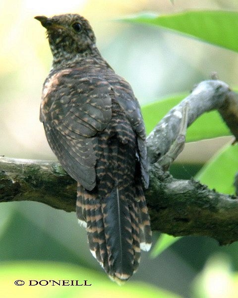 Brush Cuckoo (Sunda) - ML378754041