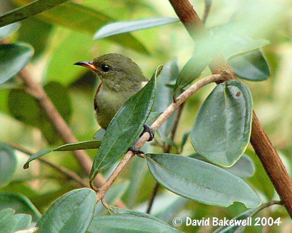 Orange-bellied Flowerpecker - ML378754231