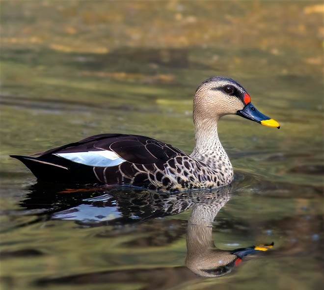Canard à bec tacheté - ML378754301