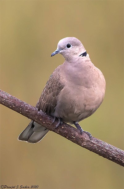 Red Collared-Dove - Pranjal J. Saikia