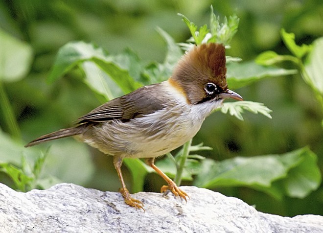 Whiskered Yuhina - ML378755381