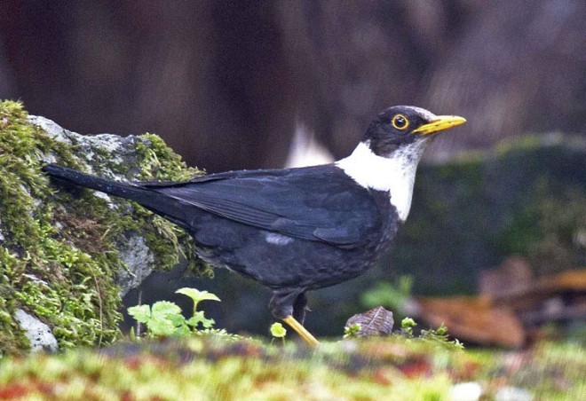 drozd bělokrký - ML378755451