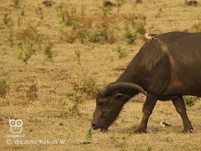 majna černokřídlá (ssp. tricolor) - ML378755841