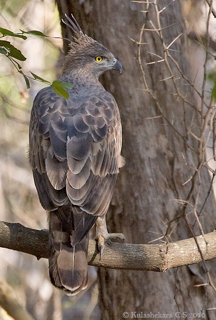 Changeable Hawk-Eagle (Crested) - Kulashekara Chakravarthy