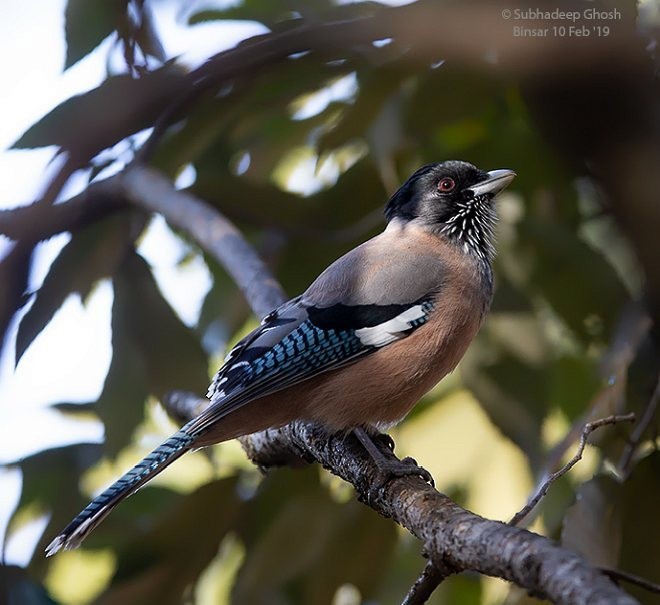 Black-headed Jay - ML378756841