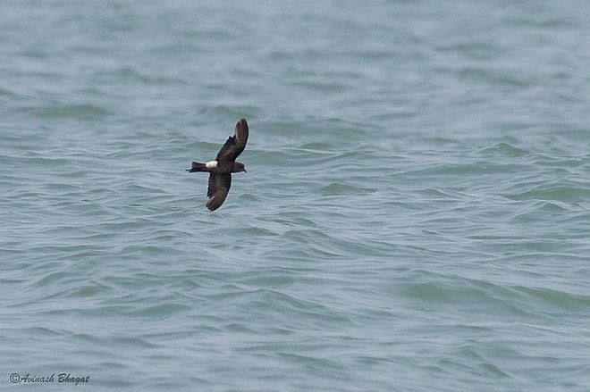 Wilson's Storm-Petrel - ML378757141