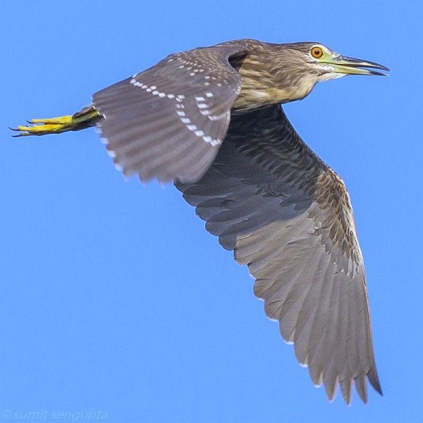 Black-crowned Night Heron (Eurasian) - Sumit  Sengupta