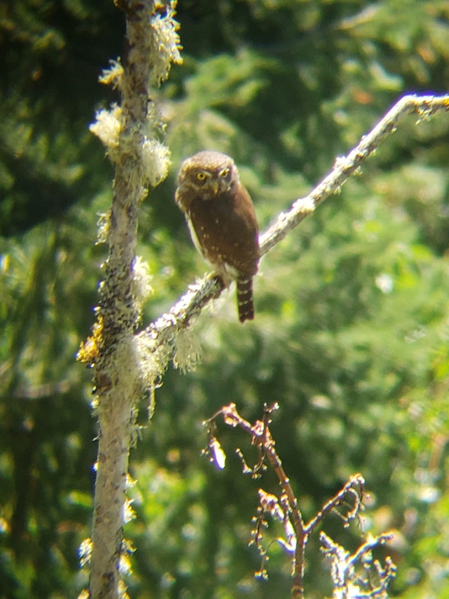 Northern Pygmy-Owl - ML378757161