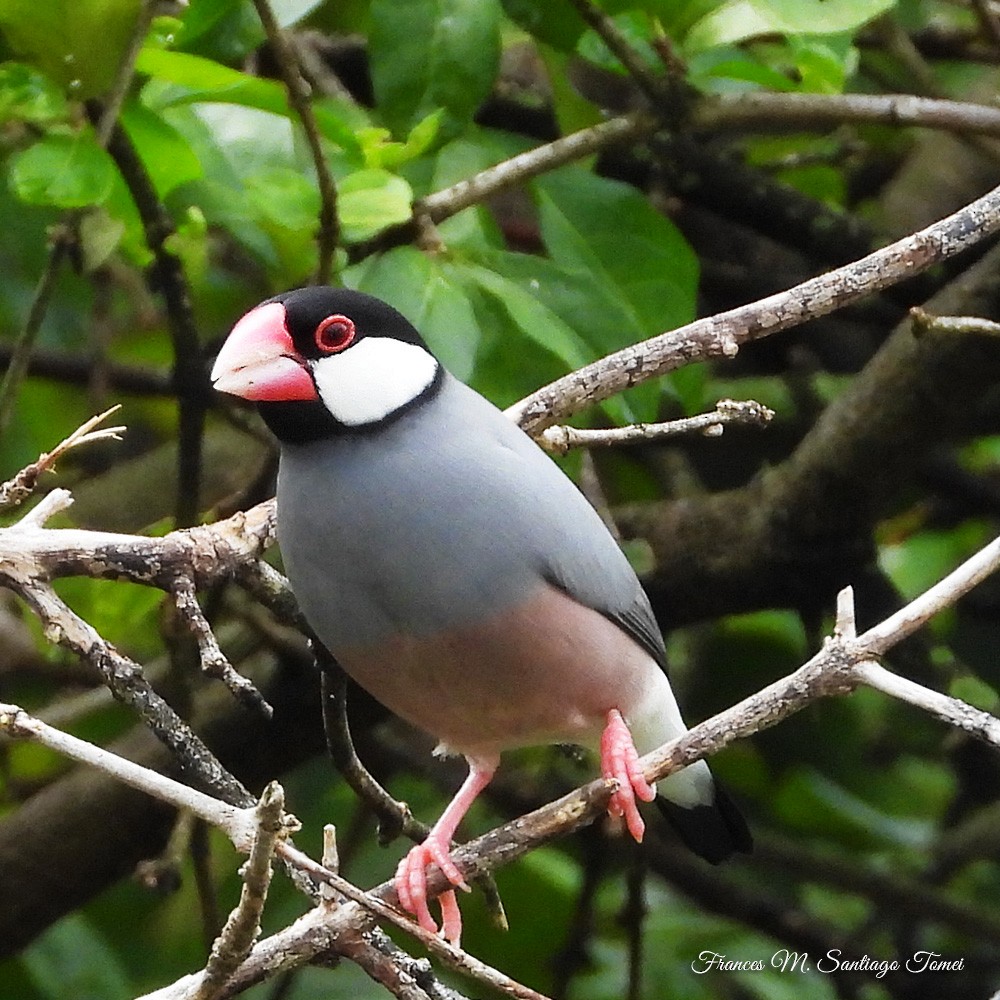 Java Sparrow - Frances Santiago