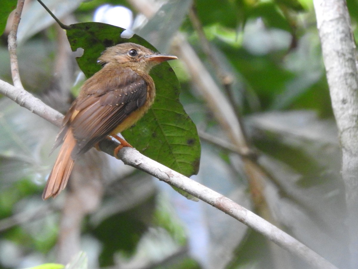 Tropical Royal Flycatcher - ML378758231