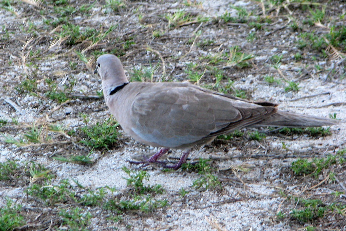 Eurasian Collared-Dove - ML37875911