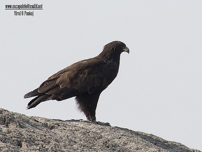 Greater Spotted Eagle - ML378759131