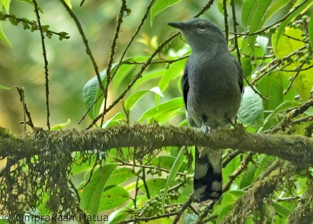 Black-winged Cuckooshrike - ML378759311