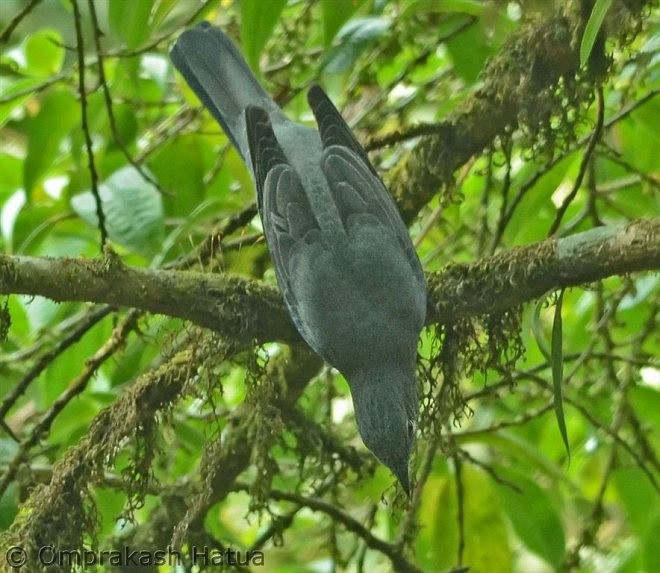 Black-winged Cuckooshrike - ML378759351