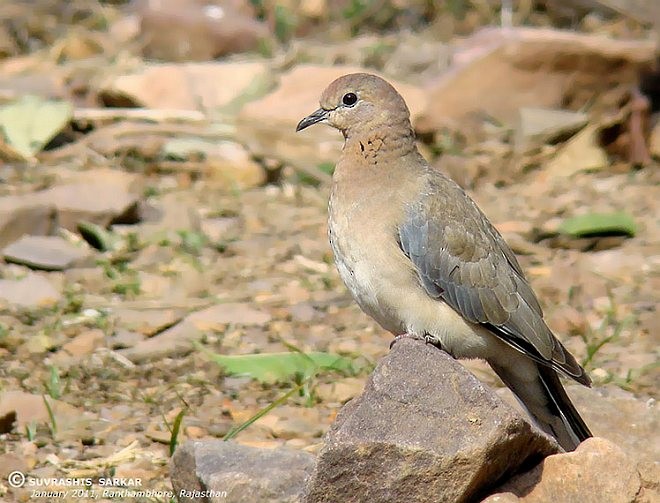 Laughing Dove - ML378759371