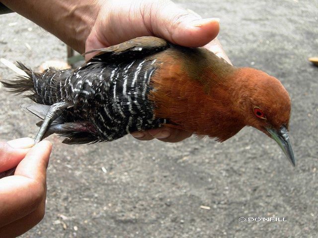 Slaty-legged Crake - Daisy O'Neill