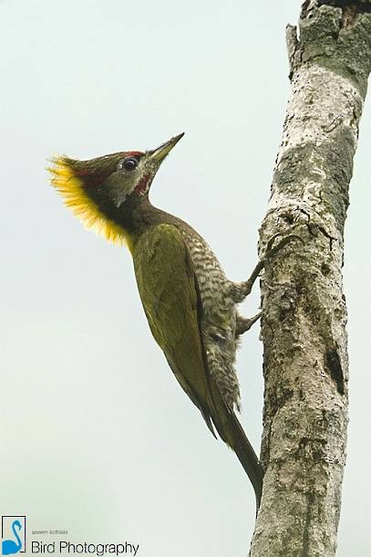 Lesser Yellownape - Aseem Kothiala