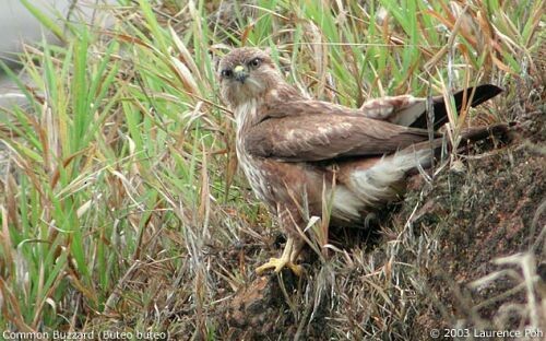 Buteo sp. - ML378759831