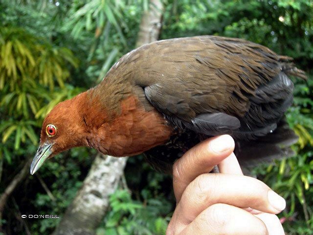 Slaty-legged Crake - Daisy O'Neill