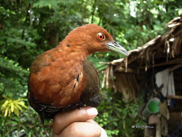 Slaty-legged Crake - ML378759871