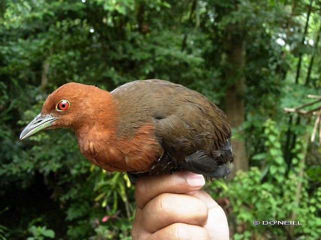 Slaty-legged Crake - ML378759941