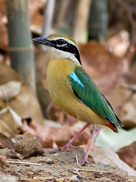 Indian Pitta - ML378760541