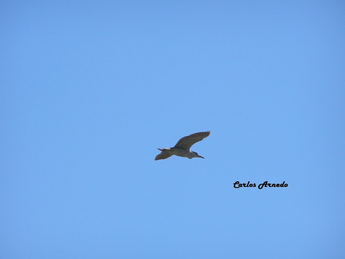 Black-crowned Night Heron - ML37876061