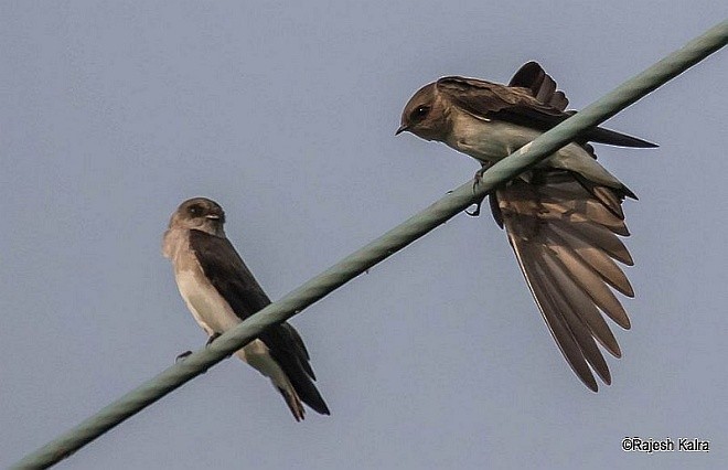 Gray-throated Martin - Rajesh Kalra