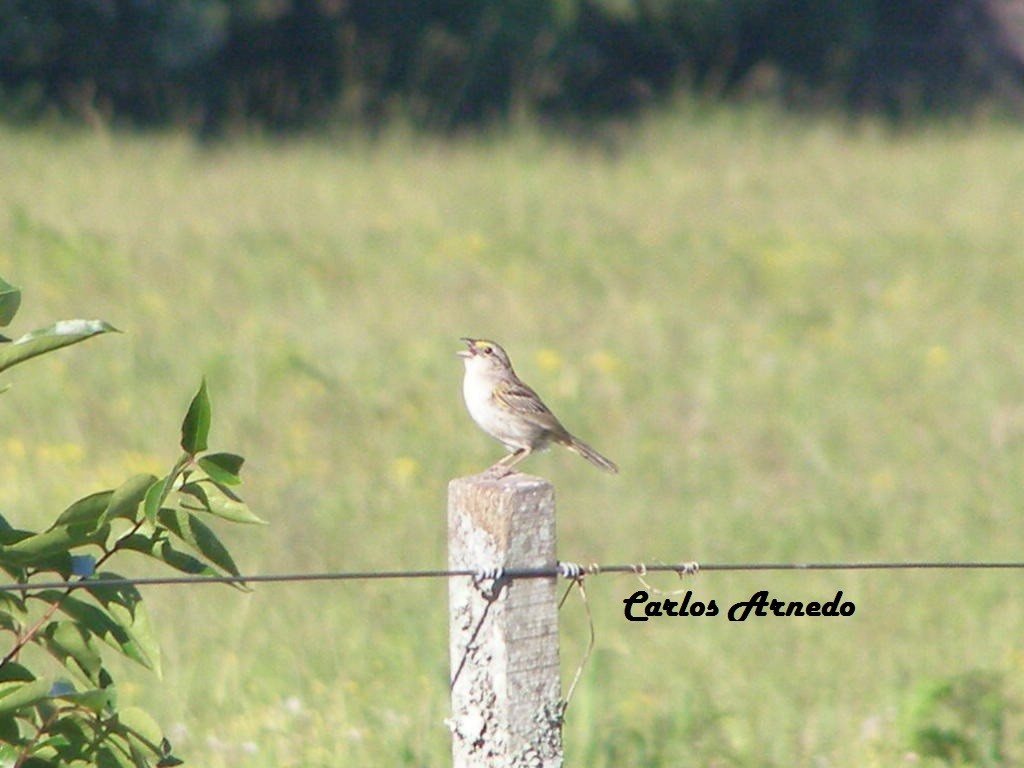 Grassland Sparrow - Carlos Arnedo