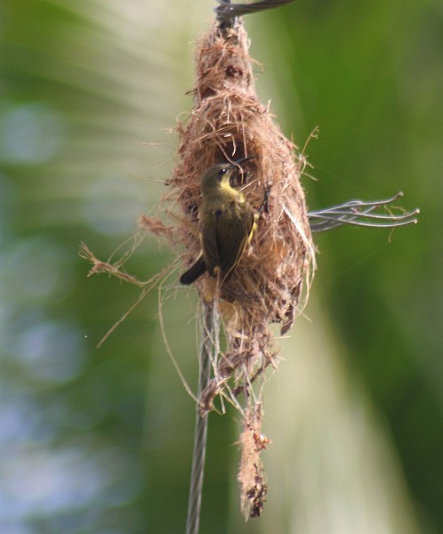 Ornate Sunbird - ML378762441