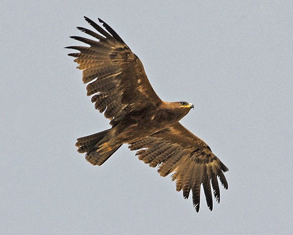 Indian Spotted Eagle - Nikhil Devasar