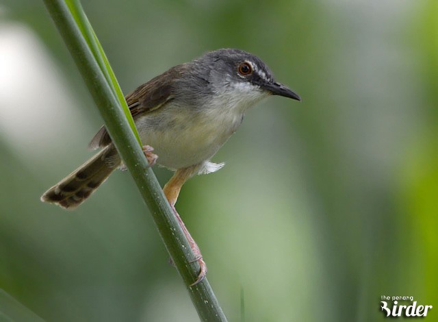 brunryggprinia - ML378763281