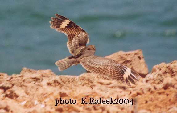 Savanna Nightjar - ML378763291