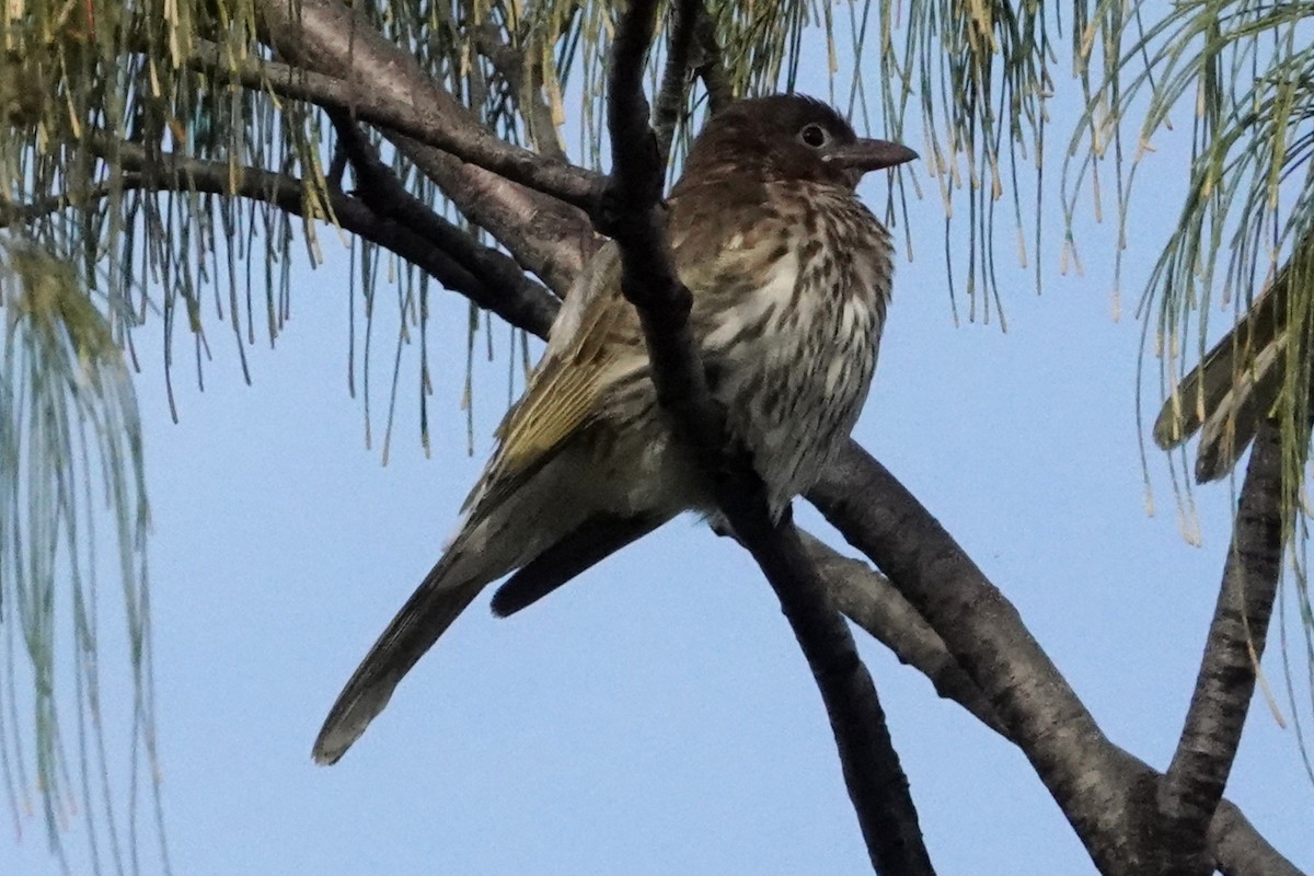 Australasian Figbird - ML378763831