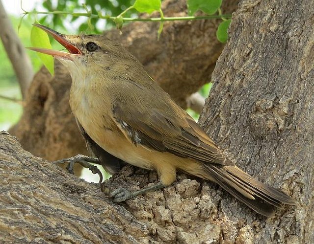 Rousserolle à grand bec - ML378764041