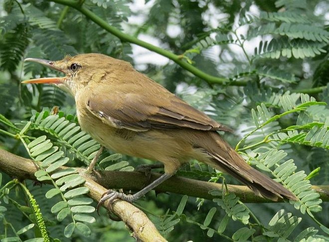 Rousserolle à grand bec - ML378764111