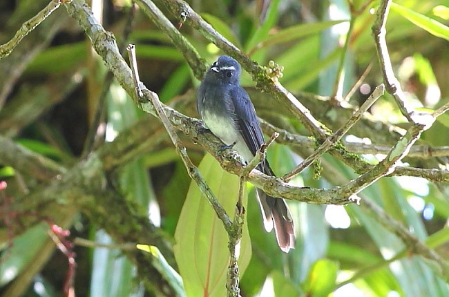 White-bellied Fantail - ML378764451