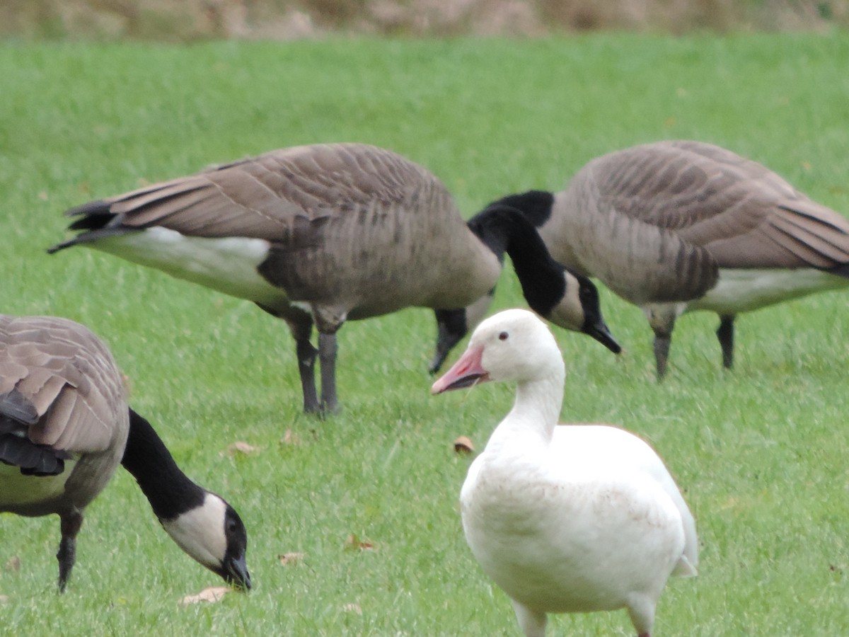 Snow Goose - ML37876521