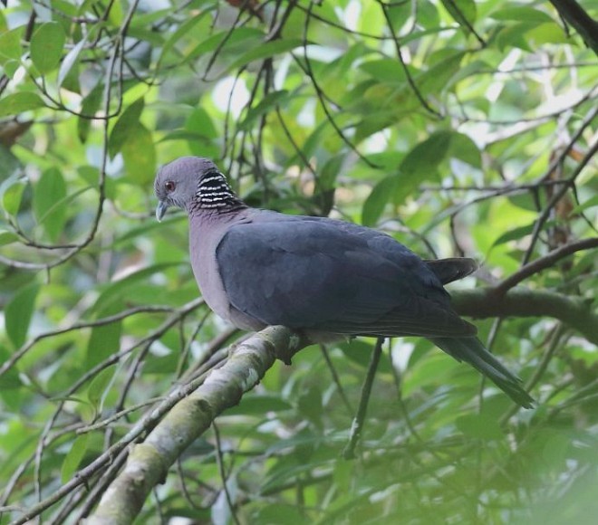 Sri Lanka Wood-Pigeon - ML378765611