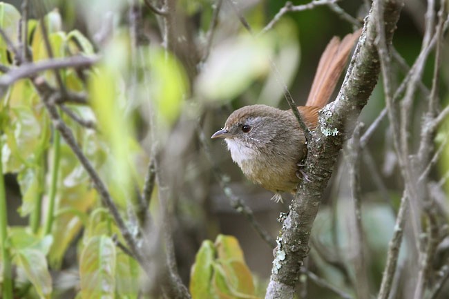 Rufous-tailed Babbler - ML378765641